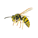 Bees and Wasps Control