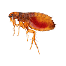 Flea Control
