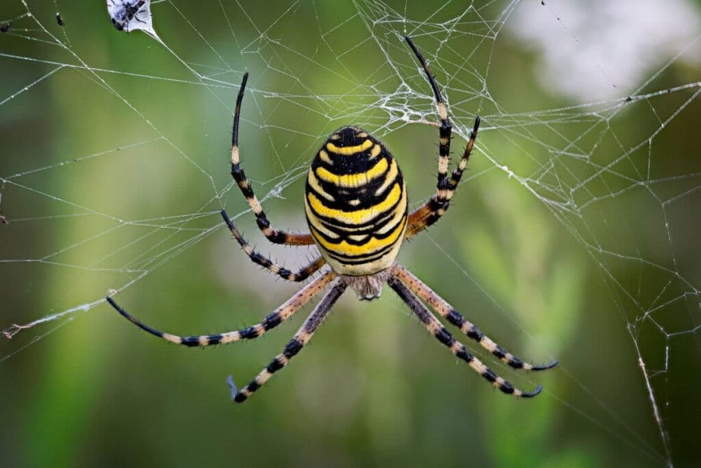 Spider Control